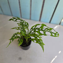 Load image into Gallery viewer, #RA7 Three x Monstera Obliqua