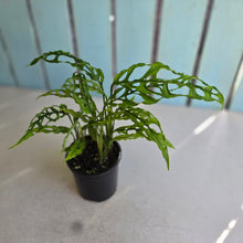 Load image into Gallery viewer, #RA7 Three x Monstera Obliqua