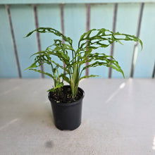 Load image into Gallery viewer, #RA7 Three x Monstera Obliqua