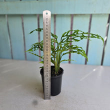 Load image into Gallery viewer, #RA7 Three x Monstera Obliqua