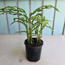 Load image into Gallery viewer, #RA7 Three x Monstera Obliqua