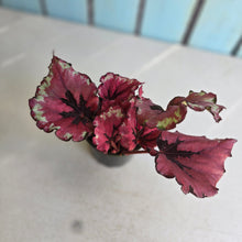 Load image into Gallery viewer, #RB24 Begonia Kotobuki
