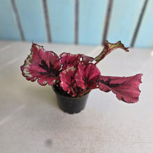 Load image into Gallery viewer, #RB24 Begonia Kotobuki
