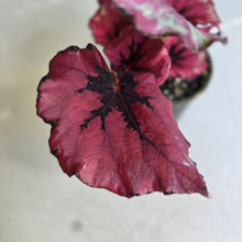 Load image into Gallery viewer, #RB24 Begonia Kotobuki