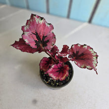 Load image into Gallery viewer, #RB24 Begonia Kotobuki