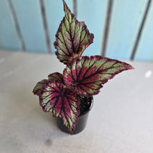 Load image into Gallery viewer, #RS1 Begonia Unknown