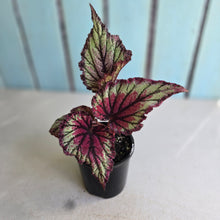Load image into Gallery viewer, #RS1 Begonia Unknown