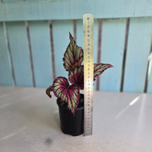 Load image into Gallery viewer, #RS1 Begonia Unknown