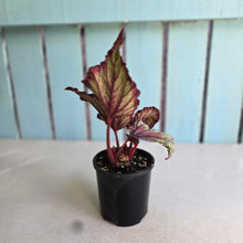 Load image into Gallery viewer, #RS1 Begonia Unknown