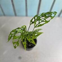 Load image into Gallery viewer, #RA13 Two x Monstera Obliqua