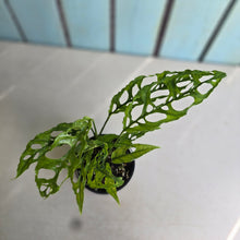 Load image into Gallery viewer, #RA13 Two x Monstera Obliqua