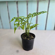 Load image into Gallery viewer, #RA13 Two x Monstera Obliqua