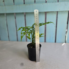 Load image into Gallery viewer, #RA13 Two x Monstera Obliqua