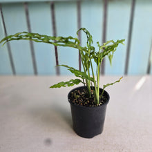 Load image into Gallery viewer, #RA13 Two x Monstera Obliqua