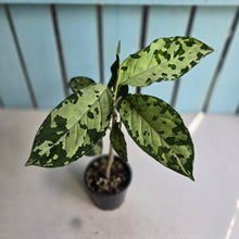 Load image into Gallery viewer, #R67 Aglaonema Pictum Tricolor