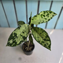 Load image into Gallery viewer, #R67 Aglaonema Pictum Tricolor