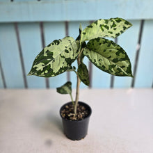 Load image into Gallery viewer, #R67 Aglaonema Pictum Tricolor