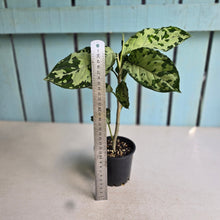 Load image into Gallery viewer, #R67 Aglaonema Pictum Tricolor