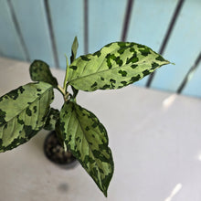 Load image into Gallery viewer, #R67 Aglaonema Pictum Tricolor