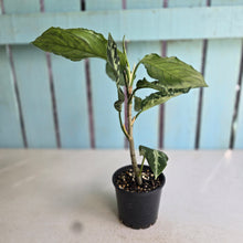 Load image into Gallery viewer, #R67 Aglaonema Pictum Tricolor