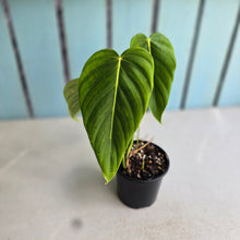 Load image into Gallery viewer, #RD47 Philodendron Esmeraldense