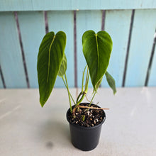 Load image into Gallery viewer, #RD47 Philodendron Esmeraldense