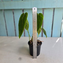Load image into Gallery viewer, #RD47 Philodendron Esmeraldense