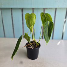 Load image into Gallery viewer, #RD47 Philodendron Esmeraldense