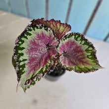 Load image into Gallery viewer, #RJ Begonia Unknown