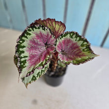 Load image into Gallery viewer, #RJ Begonia Unknown