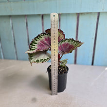 Load image into Gallery viewer, #RJ Begonia Unknown
