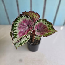 Load image into Gallery viewer, #RJ Begonia Unknown