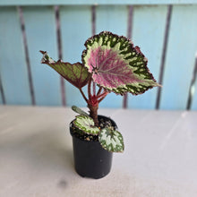 Load image into Gallery viewer, #RJ Begonia Unknown