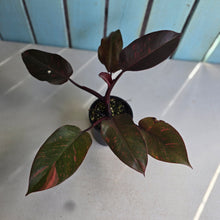 Load image into Gallery viewer, #RD43 Philodendron Orange Princess
