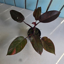 Load image into Gallery viewer, #RD43 Philodendron Orange Princess