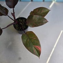 Load image into Gallery viewer, #RD43 Philodendron Orange Princess