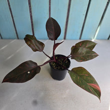 Load image into Gallery viewer, #RD43 Philodendron Orange Princess