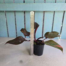 Load image into Gallery viewer, #RD43 Philodendron Orange Princess