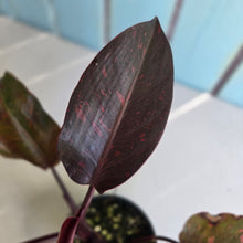 Load image into Gallery viewer, #RD43 Philodendron Orange Princess