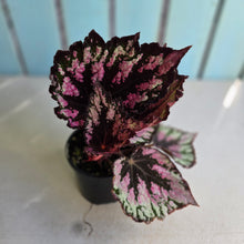 Load image into Gallery viewer, #R32 Begonia Unknown