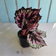 Load image into Gallery viewer, #R32 Begonia Unknown