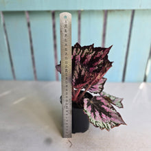 Load image into Gallery viewer, #R32 Begonia Unknown