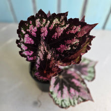 Load image into Gallery viewer, #R32 Begonia Unknown