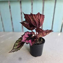 Load image into Gallery viewer, #R32 Begonia Unknown