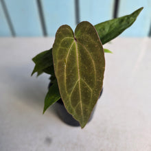 Load image into Gallery viewer, #R57 Three x Anthurium NOID Seedlings