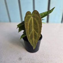 Load image into Gallery viewer, #R57 Three x Anthurium NOID Seedlings