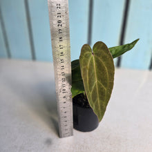 Load image into Gallery viewer, #R57 Three x Anthurium NOID Seedlings