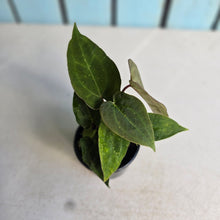 Load image into Gallery viewer, #R57 Three x Anthurium NOID Seedlings