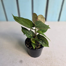Load image into Gallery viewer, #R57 Three x Anthurium NOID Seedlings