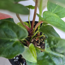 Load image into Gallery viewer, #R57 Three x Anthurium NOID Seedlings